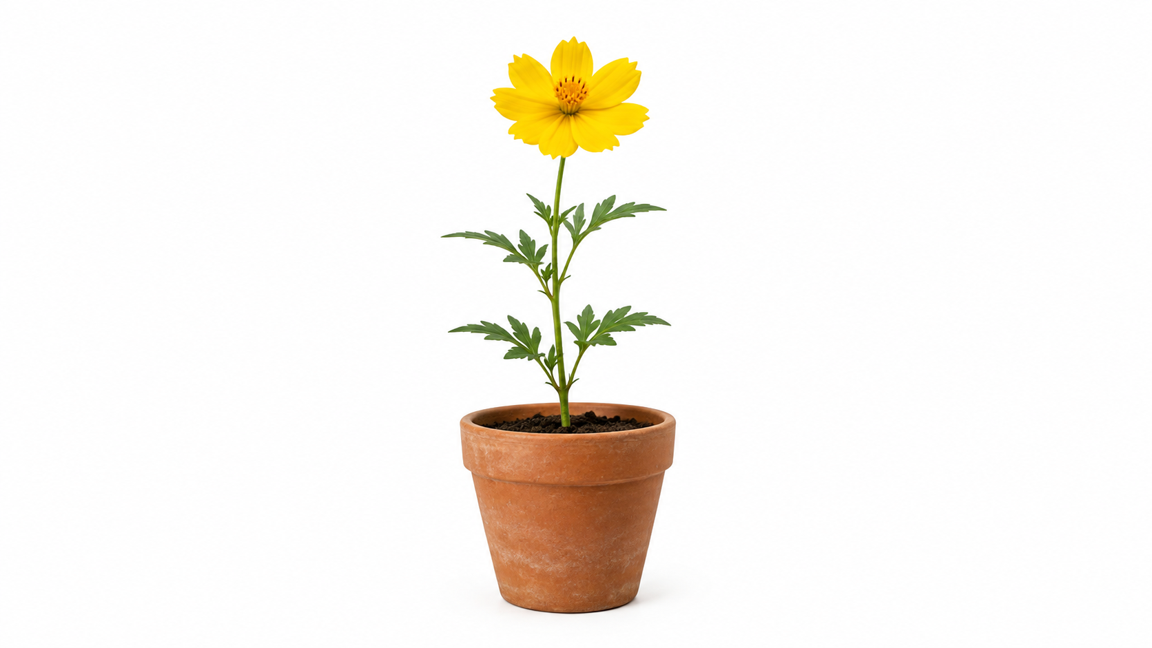 AI-generated yellow flower in a terracotta pot against a white background